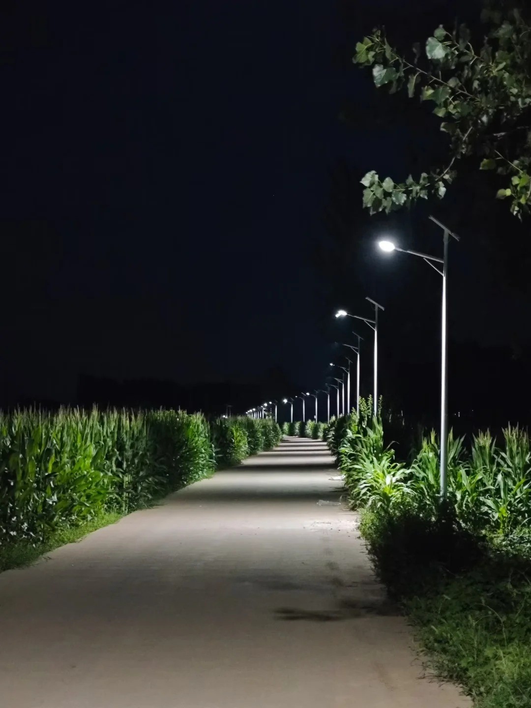 谁说农村没有夜景啊！夜景模式_1_拓野之光-专业户外景观灯具定制厂家_来自小红书网页版
